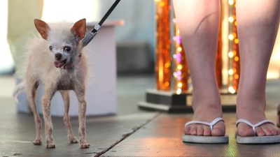 Lovable, Photographable, Soon: Ugliest Dog Contest