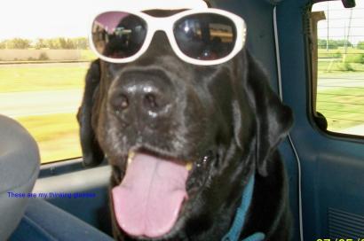 dog days of summer