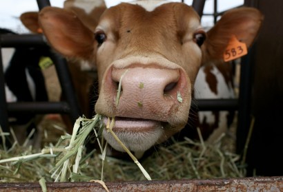All the poos is not renenwable energy gold quite yet, but a meat eater can dream. All the poos is not renenwable energy gold quite yet, but a meat eater can dream.