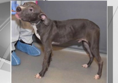 This dog does not have swine flu, but a dog in Westchester apparently does This dog does not have swine flu, but a dog in Westchester apparently does