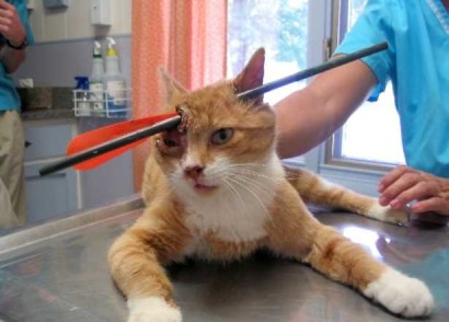 Indiana cat shot through head with arrow