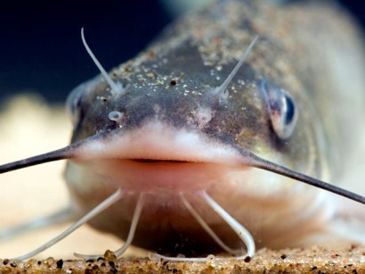 Catfish