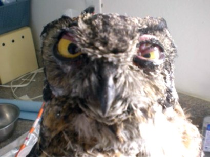 Injured owl Injured owl