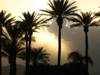 Palm Trees at Sunset