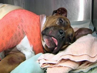 Hero Dog Meet A Real Doggie Hero!