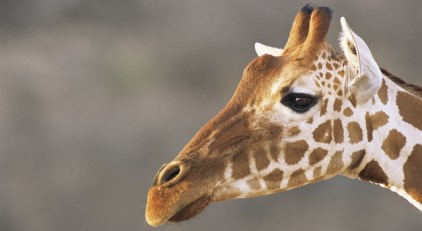 LA Zoo Giraffe Dies