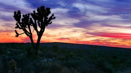 Plans Nixed to Build Dump Near Joshua Tree Nat'l Park