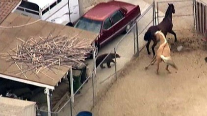 Wandering Bear Surprises Horses in Corral