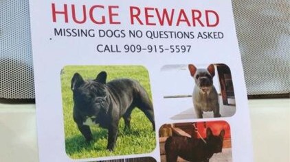 Five Bulldogs Stolen From San Bernardino Family