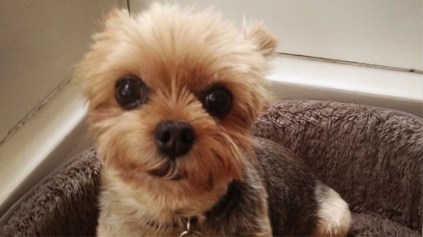 Deaf Dog Stolen, Held For Ransom: Family