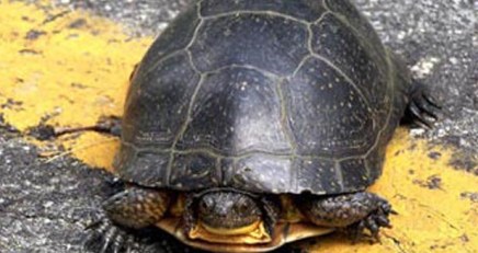 Turtles Shut Down Runway at JFK Airport