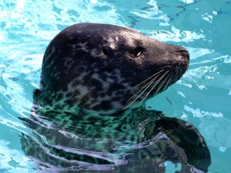 Aquarium Adoption Program
