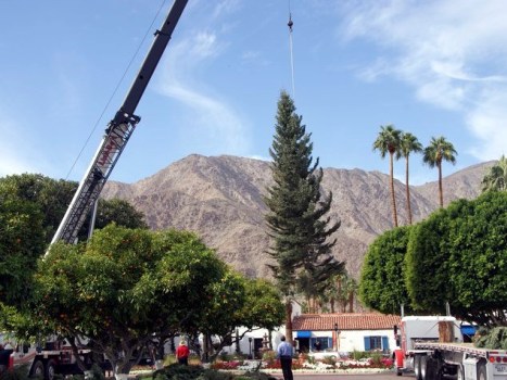 A Very Capra Tree Lighting