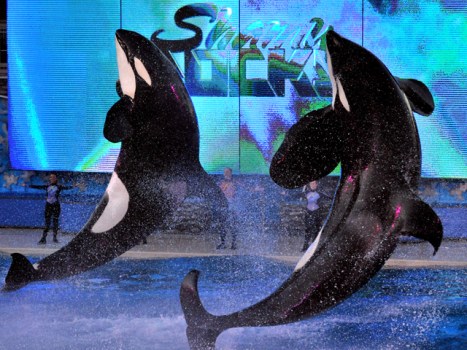 Discover SeaWorld San Diego After Dark