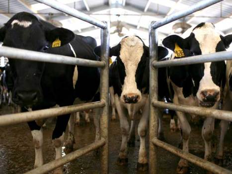 State Lawmakers Have Cow Over Ad