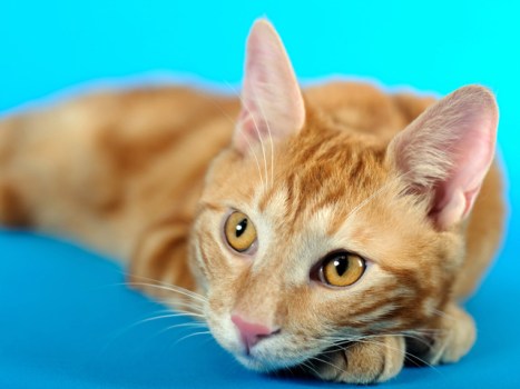 America's Family Pet Expo