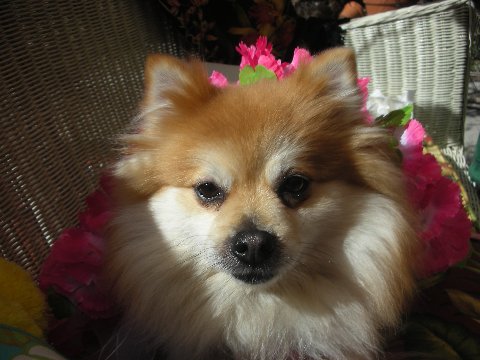 Dog Day at the Grove