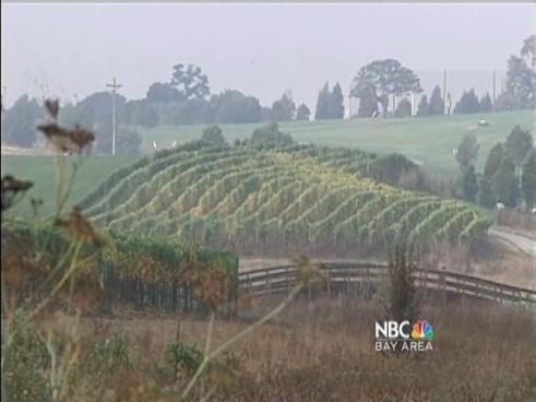 http://media.nbcbayarea.com/images/KNTV_Marijuana_the_Cash_Crop_102010_00_mezzn_640x480.jpg