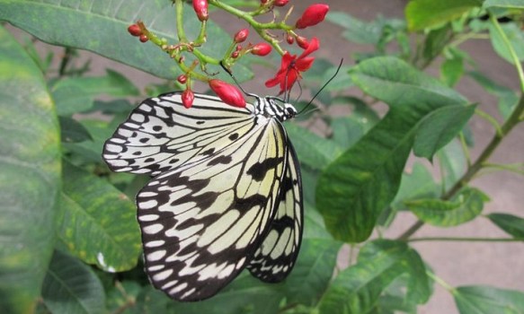 A "Butterfly Jungle" in San Diego