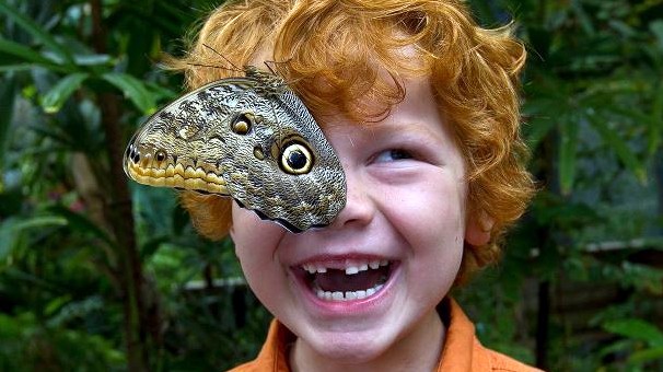 Butterfly Jungle Opens