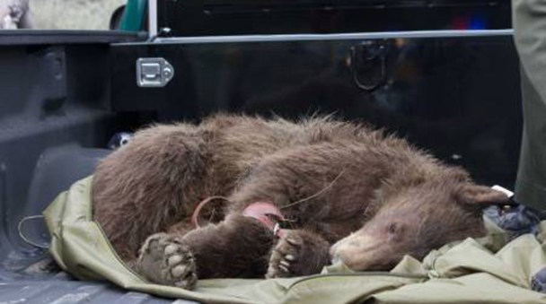 Black Bear Knocked Out in Santa Clarita Neighborhood