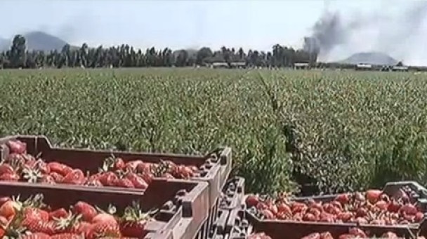 Farm Offers to Rehire Workers Fired For Leaving During Wildfire