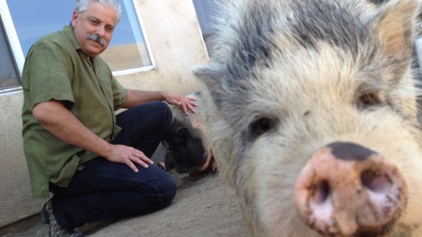 Pot-Bellied Pig Stench Causes Neighborhood Ruckus