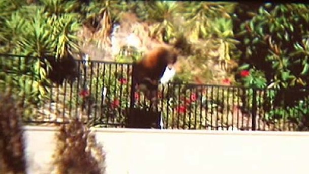 Bear Grabs Trash-Day Snack in Arcadia