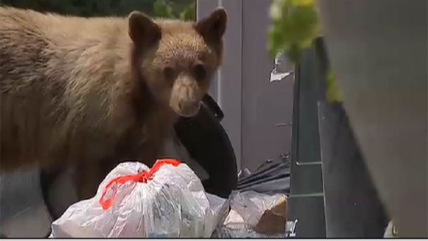 Black Bear Surprises Altadena Homeowner