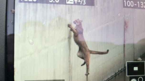 Mountain Lion Tranquilized After Getting Stuck in Aqueduct