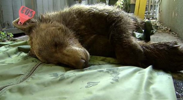 Wayward Bear Tranquilized in La Cañada Flintridge