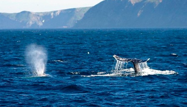 Oxnard's Whale-Watching to Start