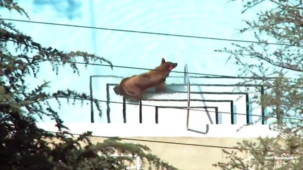 [PHOTOS UPDATED 6/8] Bear Sightings in Southern California