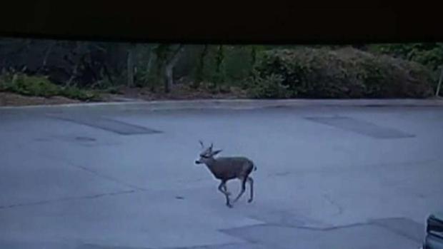 [LA] Deer Shot With Arrow in Monrovia