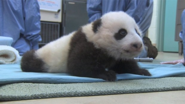 Baby Panda Growing Up Too Fast