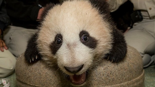 San Diego Zoo Panda Cub Set for Public Debut