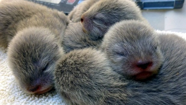 Tiny Otter Time