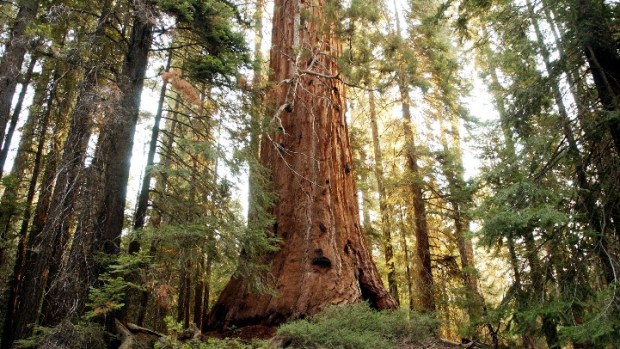 Spooky Sequoias