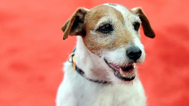 America's Family Pet Expo