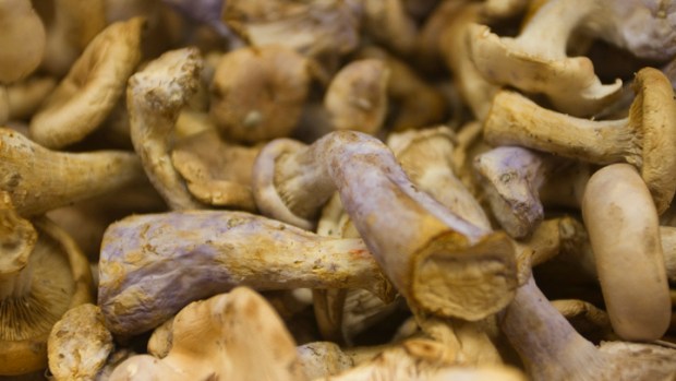 Mushroom Mania, Monterey-Style