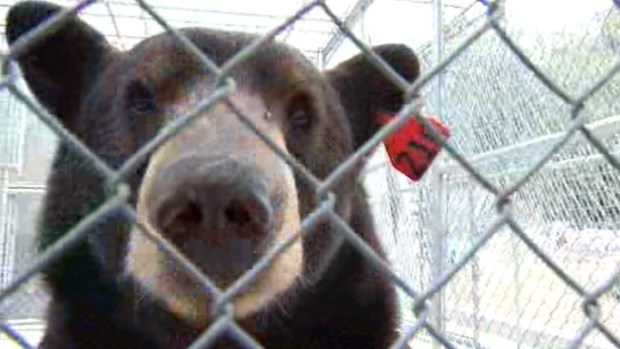 Opinion: Bear Hunting and Governance Reform