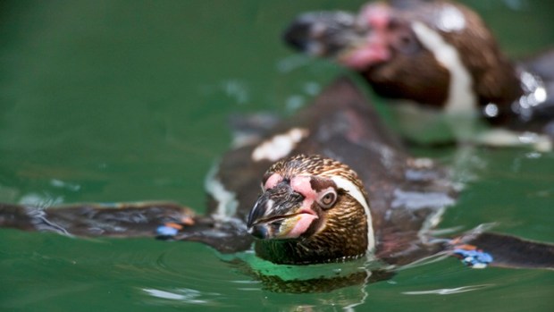 Celebrating the World's Famous Waddlers