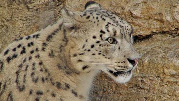 Snow Leopards of the American Riviera