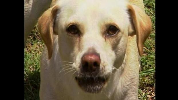 LA Sets Standards for Barking Dog Violations | NBC Southern California