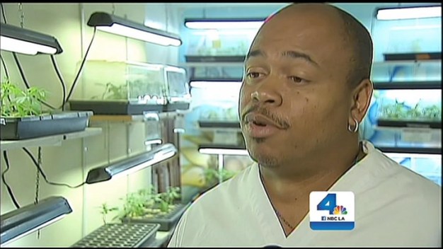 Hundreds of Pot Shops Will Close After Measure D Passes