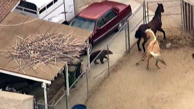 Wandering Bear Surprises Horses in Corral