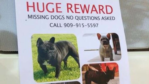 Five Bulldogs Stolen From San Bernardino Family