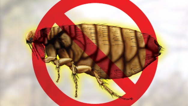 Flea-Borne Typhus Found in OC
