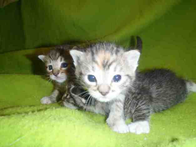 With Spring in the Air, Pet Adoption is in Full Swing