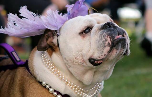 Bulldog Red Carpet